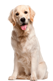 doggy