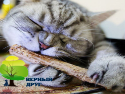 Мататаби - что это такое?